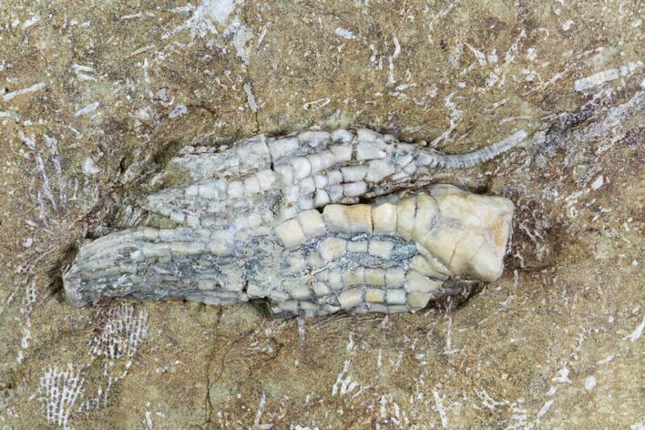 Two Crinoid Fossils - Crawfordsville, Indiana #94507